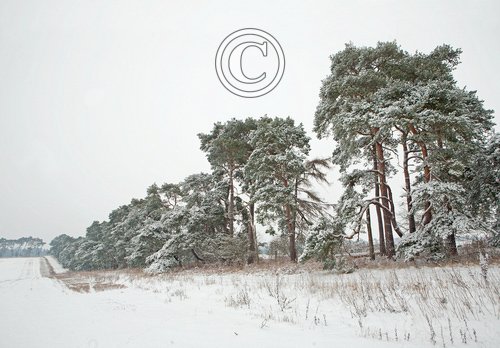 Breckland Trees in Winter DM1469